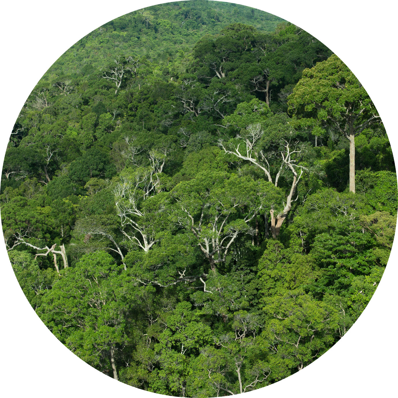 rainforest-jungle-background